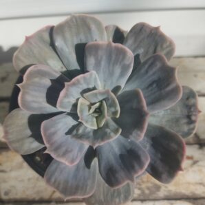 Echeveria Marble