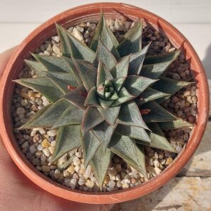 Echeveria purpusorum white form