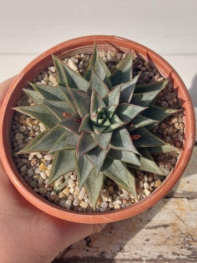 Echeveria purpusorum white form