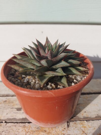 Echeveria purpusorum white form - Зображення 2