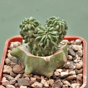 echinofossulocactus-multicostata-monstrosa.