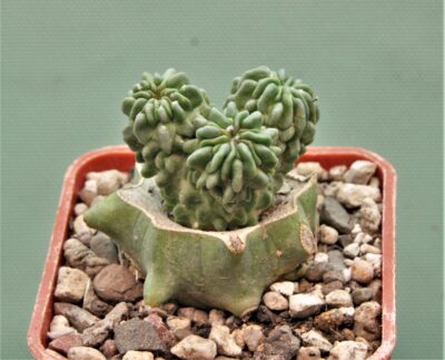 echinofossulocactus-multicostata-monstrosa.