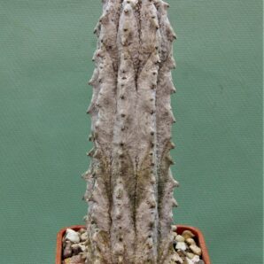 euphorbia-abdelkuri-3