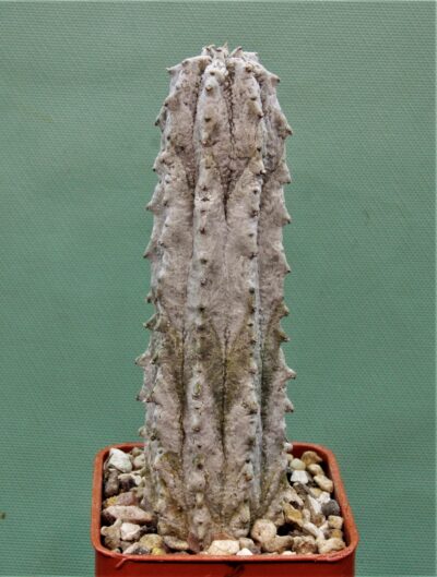 euphorbia-abdelkuri-3