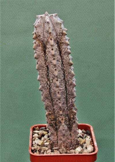 euphorbia-abdelkuri-3 - Зображення 2