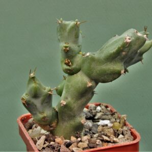 euphorbia-civicola-1.