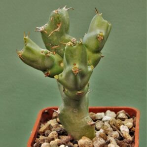 euphorbia-civicola-1.