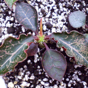 Euphorbia francoisii №28