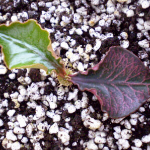 Euphorbia francoisii №29
