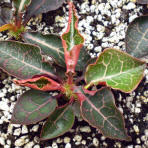 Euphorbia francoisii №30