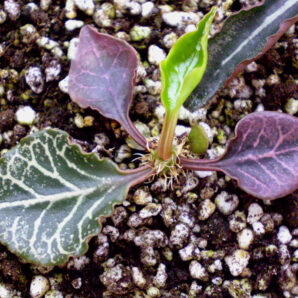 Euphorbia francoisii №31