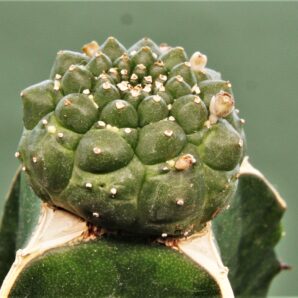 euphorbia-gymnocalycioides