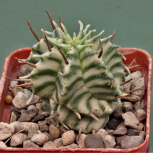 euphorbia-meloformis-variegate-2.