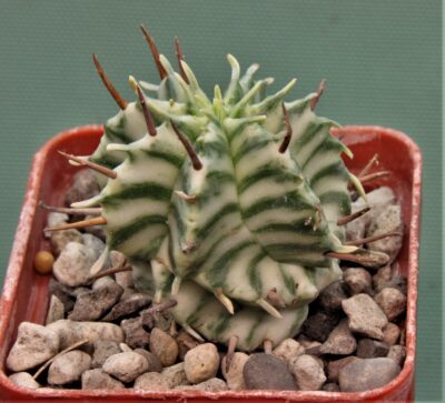euphorbia-meloformis-variegate-2.