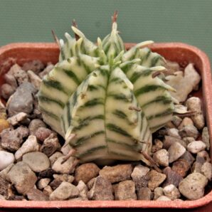 euphorbia-meloformis-variegate1.