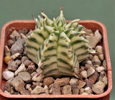 euphorbia-meloformis-variegate1.