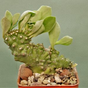 euphorbia-neriifolia-f.cristata.
