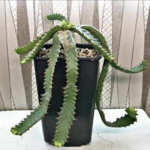 euphorbia-stellata-1.