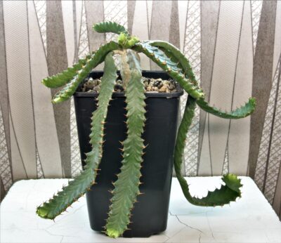 euphorbia-stellata-1.