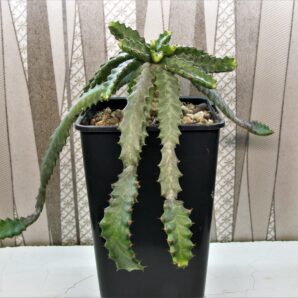 euphorbia-stellata-2
