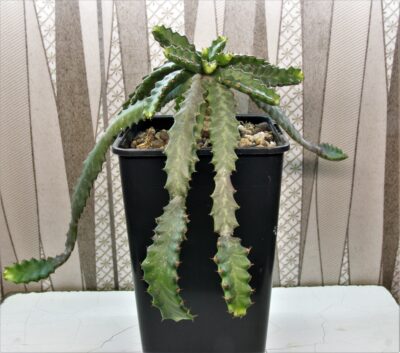 euphorbia-stellata-2