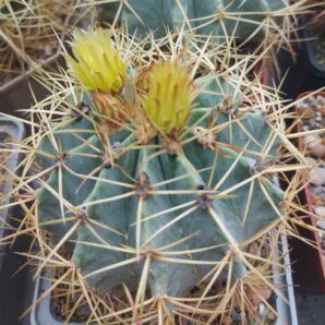 Ferocactus glaucescens