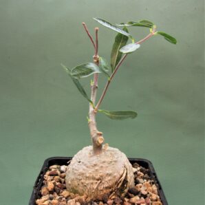 fockea-edulis-1