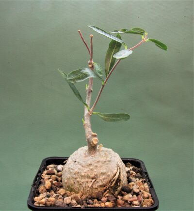 fockea-edulis-1