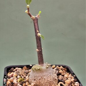 fockea-edulis-3