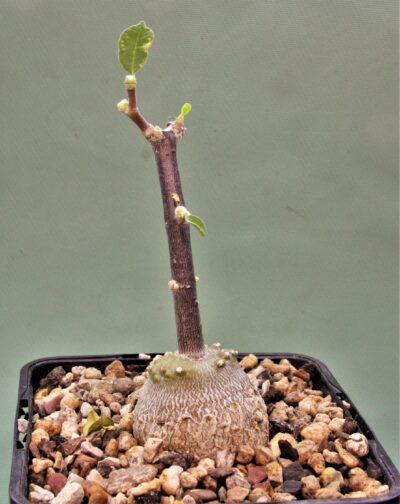 fockea-edulis-3
