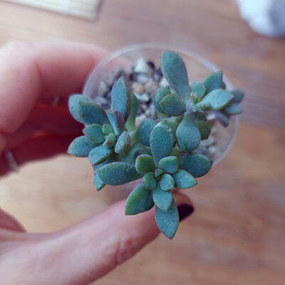 Graptoveria "purple dream" - Зображення 5