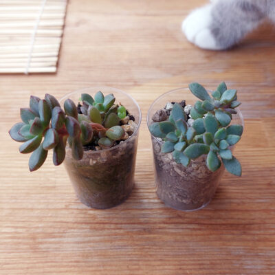 Graptoveria "purple dream" - Зображення 2