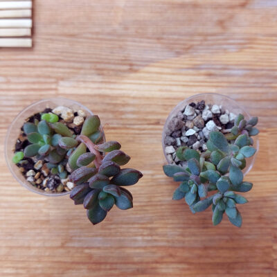 Graptoveria "purple dream" - Зображення 3