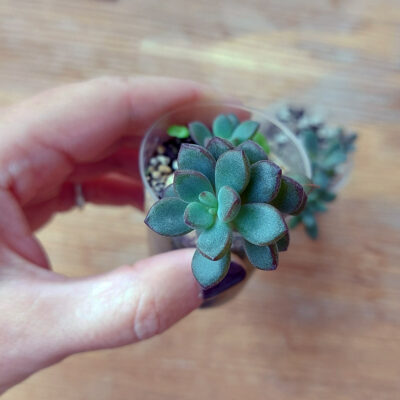 Graptoveria "purple dream" - Зображення 4
