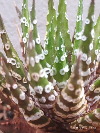 Haworthia fasciata cv. Big Band - Зображення 2
