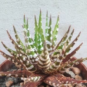 Haworthia fasciata cv. Big Band