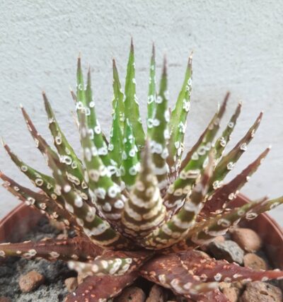 Haworthia fasciata cv. Big Band