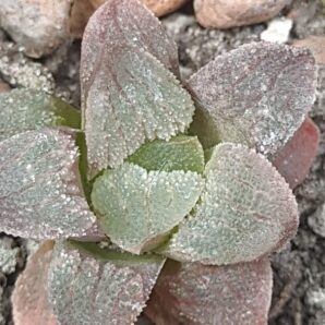 Haworthia pygmaea cristalina