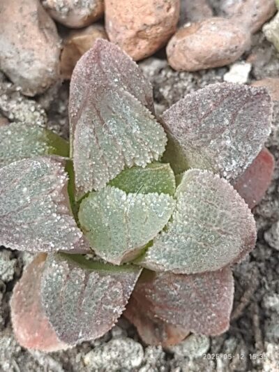 Haworthia pygmaea cristalina