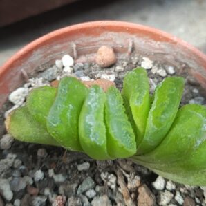 Haworthia truncata lime green variegated