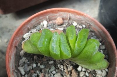 Haworthia truncata lime green variegated