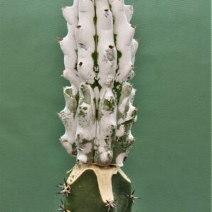 hertrichocereus-beneckei-2