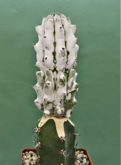 hertrichocereus-beneckei-2