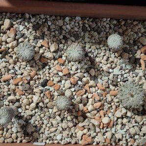 Pelecyphora asseliformis, ціна за всю плошку! | 84