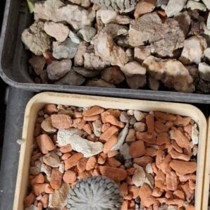 Pelecyphora asseliformis, ціна за 2 рослини | 85