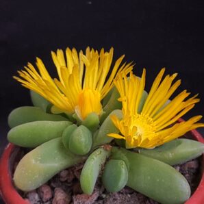 Glottiphyllum oligocarpum