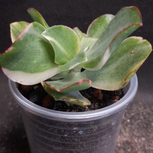 Crassula curly green variegata