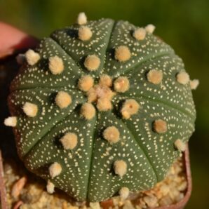 Astrophytum asterias