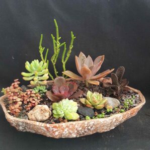 Набор суккулентов