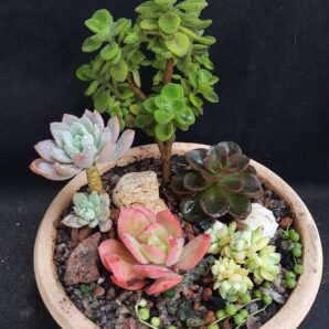 Набор суккулентов